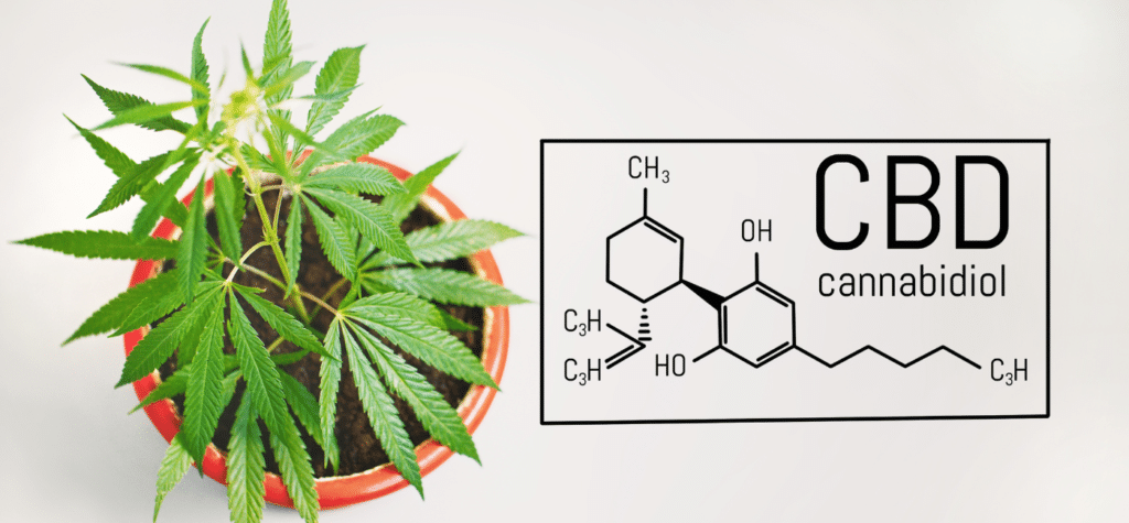 Ascendance dispensary and CBD advertising, image of cbd plant and scientific chart